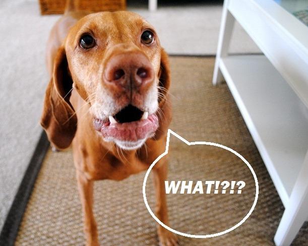 为什么狗狗不听你话？沟通出了问题，难怪狗狗把你的话当成耳边风