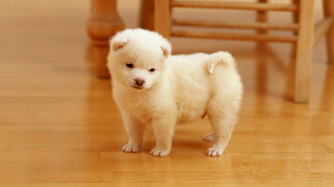 狗狗的哪些行为，让你体会到了它对你的爱？