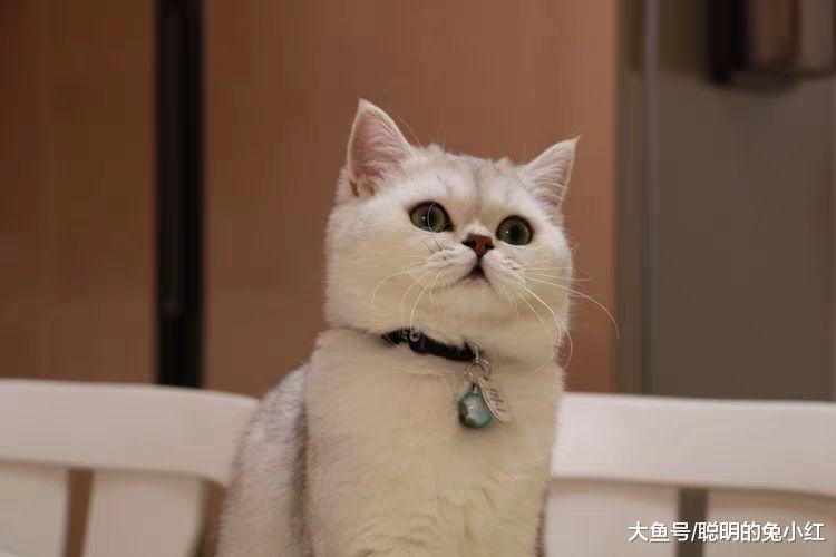 什么情况下，猫咪会让宠主摸肚皮？宠主：此时需要一只狗