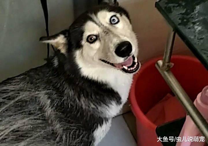 網友自己給二哈洗澡，洗到最后二哈都想跑了！