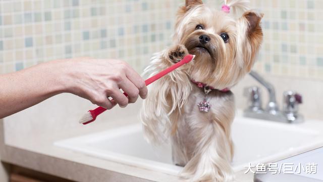 想要让狗狗拥有一口整齐洁白的好牙？牙齿的日常护理不能缺