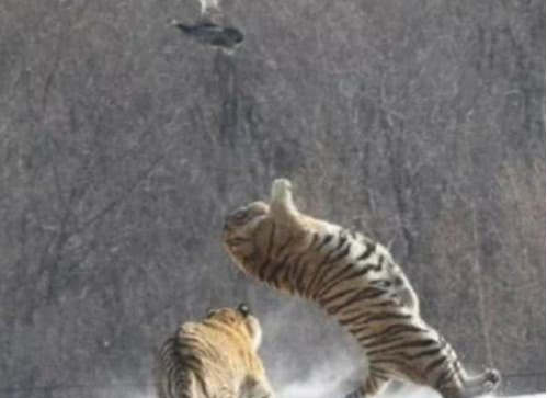 当你胖成球时，就连老虎发威都像卖萌，老虎：你当真不怕我胖虎？