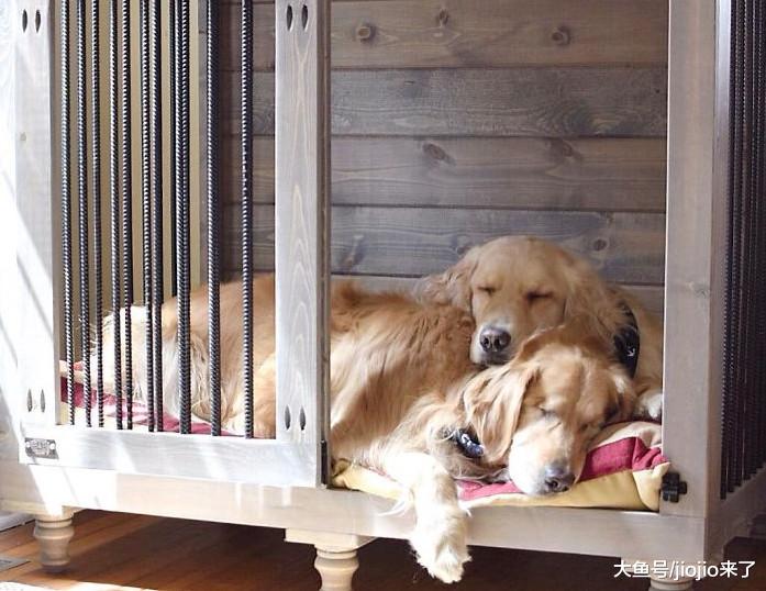 金毛因病不得不摘除双眼球，暖心好友从此时刻守护当起了它的眼睛