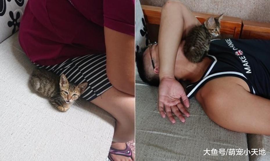 2个月小猫趴路中央守护离世伙伴到最后，他心疼收编