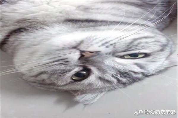 绝育大半年的英短猫, 还要被别人家的孩子吸嘴瘾, 猫: 好难为情啊