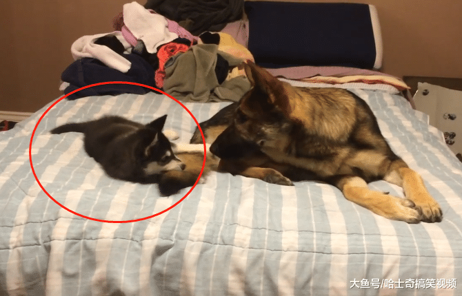 德牧摊上小二哈，被认成“妈妈”要奶喝，没这么笨的宝宝
