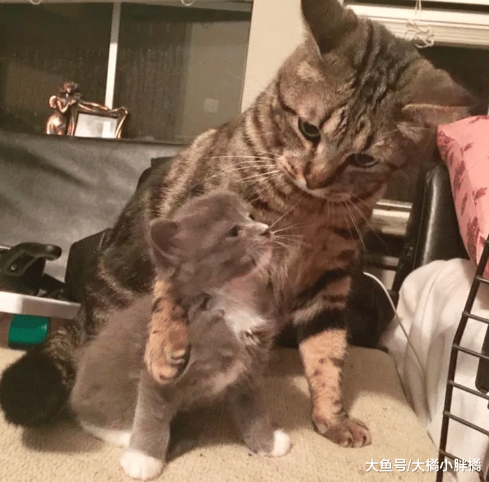 小猫害怕治疗，另一只猫主动上前安慰，从此结下彼此一生的缘分