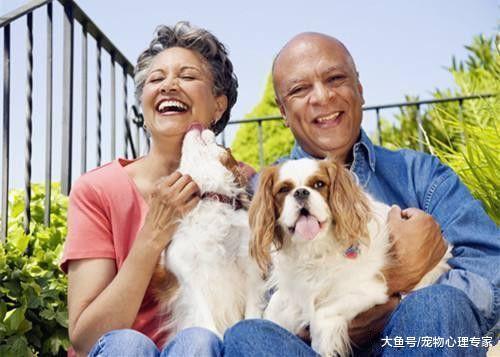 適合老年人養的狗狗，除了體型不能太大，性格溫順更重要