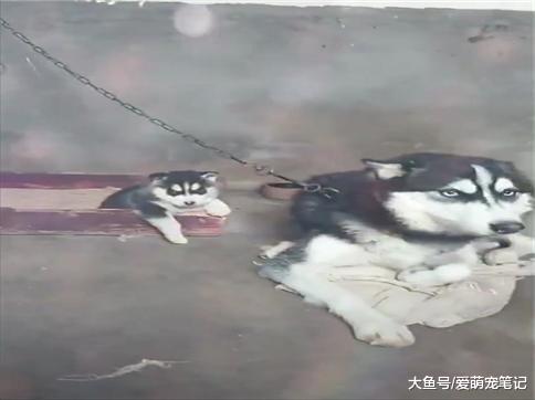 偶遇一对哈士奇母子, 生活环境很简陋, 网友: 这是混的最差的二哈