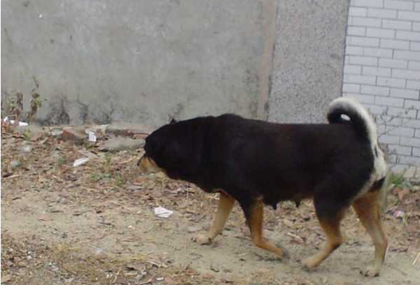 专业训狗师告诉你，为什么你家的狗狗总是喜欢拆家，到处大小便