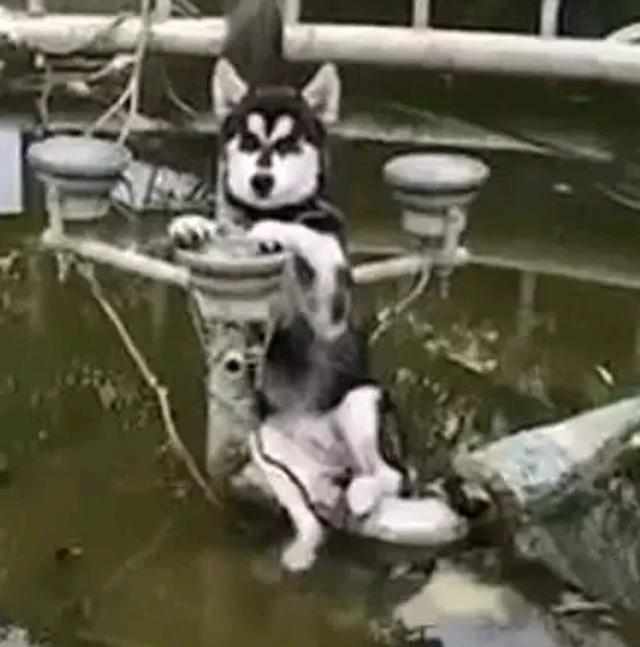 双脚离地，聪明的智商占领高地！二哈掉到水池后居然懂得求救了！