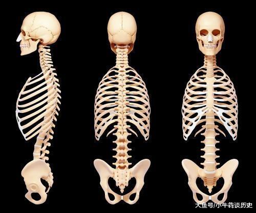 |为什么欧美人骨头206块, 中国人骨头却204块