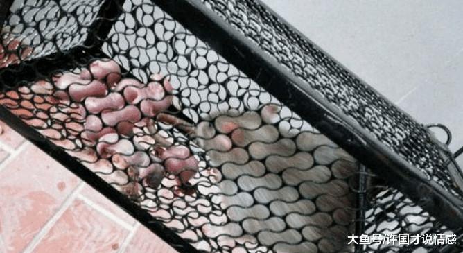 捕鼠器抓到老鼠后，准备给它一个教训，第三天发生的事吓到男子！