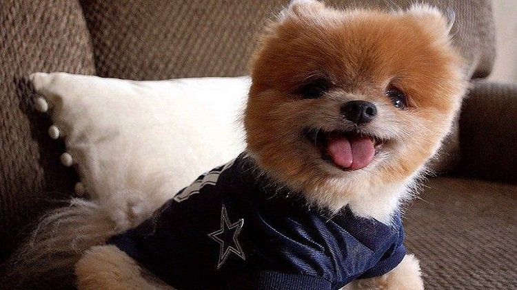 主人需要知道的：春天养狗的特殊性