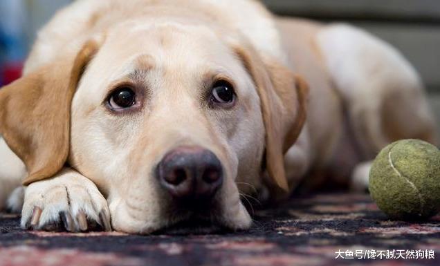 狗狗像“跟屁虫”一样跟着你，也许它想告诉你这5件事