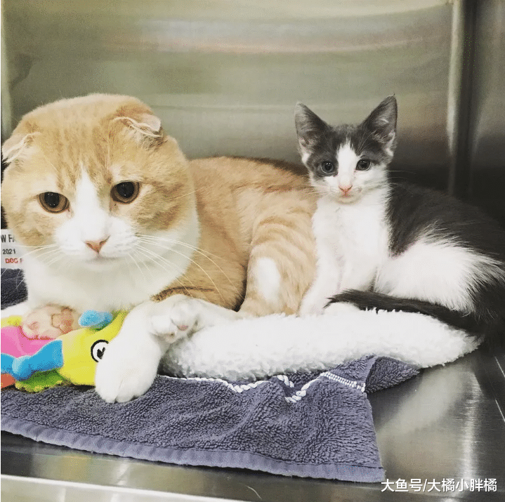 折耳猫瘫痪，主人却要将它安乐死，康复后竟用这种方式来“感恩”