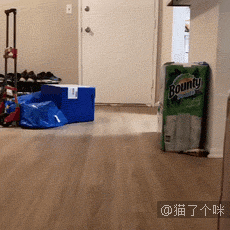 我太难了，以后我可能是只废猫了