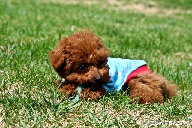 狗狗挑食不吃狗粮？这5个方法，简单有效