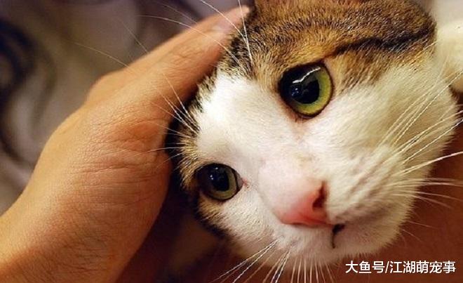 铲屎官公认5种最适合家养的猫，快看看自己家的有没有