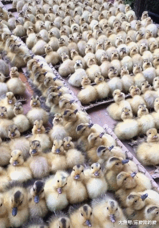 它们像中国军队一样排列整齐，让你震撼，了解真相之后你会替它们感到悲哀！