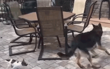 吉娃娃一言不合就开撕，不管多大的狗，吉娃娃从来都没怂过