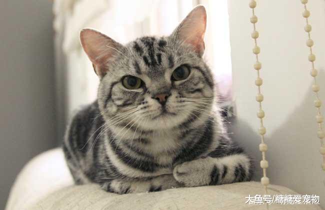 女子家中养了一只美短，几个月后，却发现它拥有不符合年龄的成熟