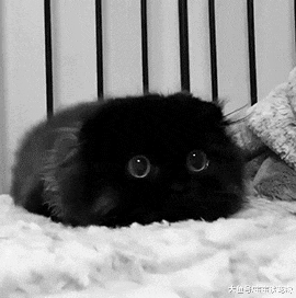 网吧老板养了只猫，结果每次来上网的人都喜欢坐在角落，单手撸猫