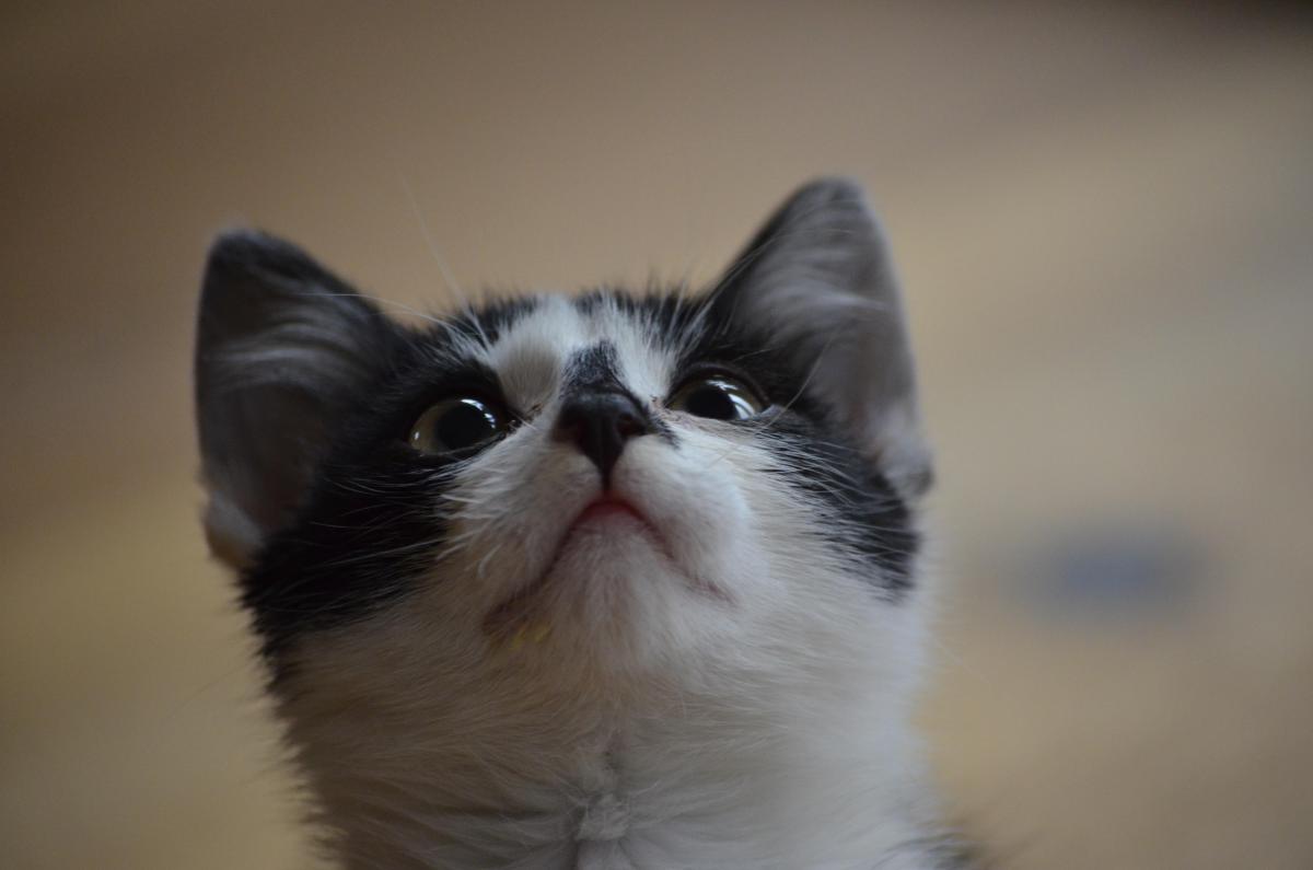 养猫已经成为一种潮流，有些人却坚持不养猫咪，并给出10点原因