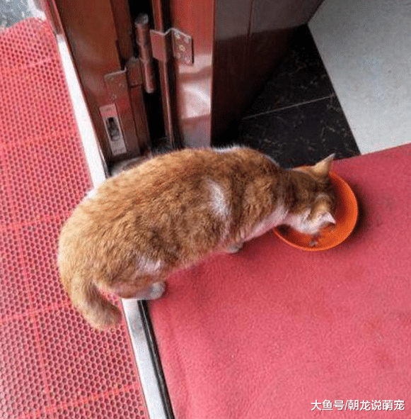 猫咪走丢3天后，铲屎官非常伤心，当找回爱猫时才明白原因！