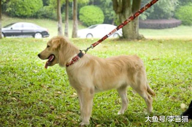 流浪狗遇上宠物狗后的三种表现并非自卑，夹尾离开只因畏惧人类！