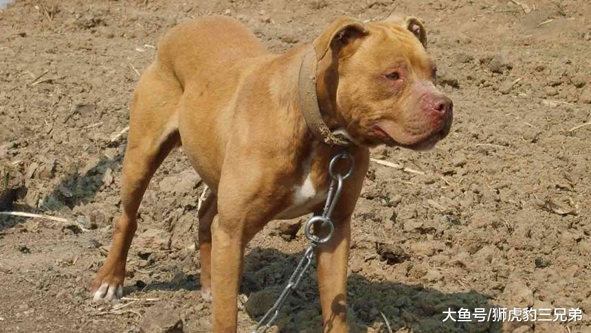 老虎的实力比狗强多少? 多少条比特犬加起来才能打赢老虎?