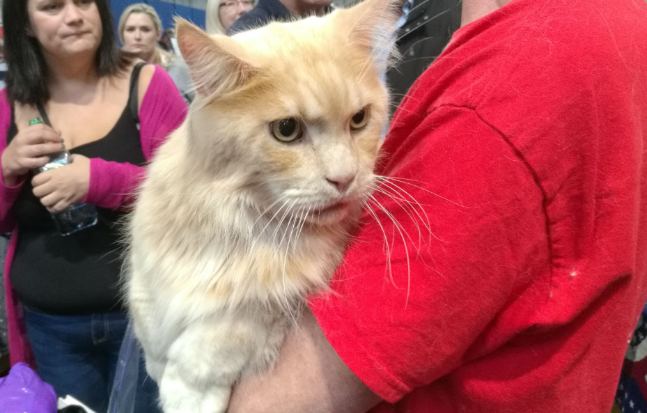 如何照顾缅因猫？铲屎官要牢记的三点！