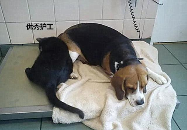 男子收养了一只流浪猫，半年后开始靠猫吃饭，网友：真是赚到了！