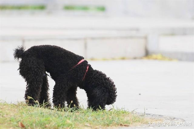 想养贵宾犬？劝你养黑色的，这5个优点，人人都说好