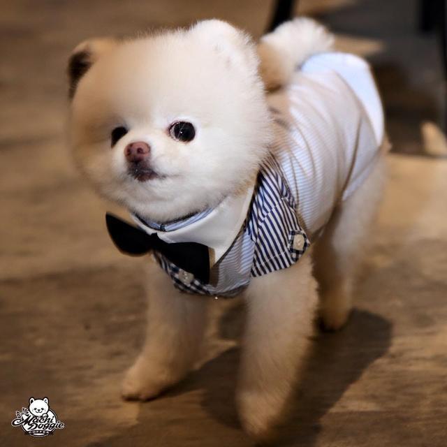 周杰伦与昆凌的定情信物, 周家最受宠的毛孩子, 萌软比熊麻吉