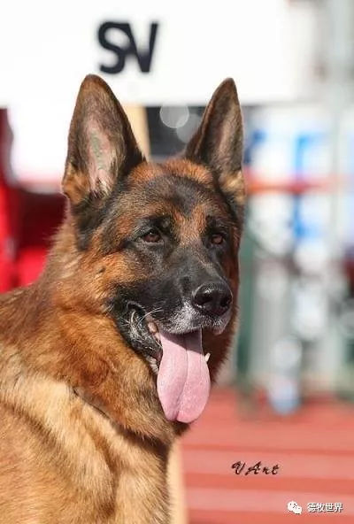 德牧传奇 狼王VA1威嘎斯VA1 Vegas du Haut Mansard