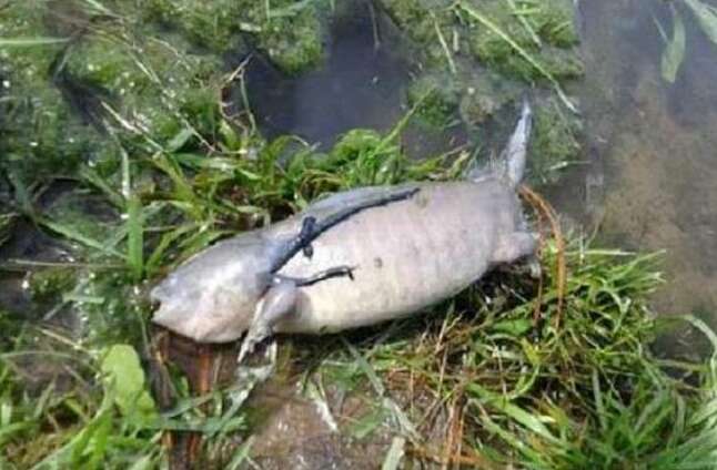 盘点几种池塘中会出现的稀有生物，专家：不能让它们活