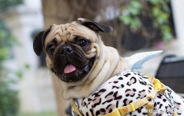 让巴哥犬的寿命更长，需要从细节抓起，这5点不能忽略