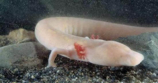 奇特生物：盲目蝾螈似“中国龙”竟可存活100多年