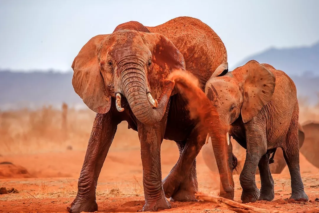 遭遇肯尼亚（一）跟着肖戈拍大象