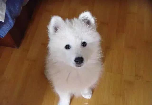 女主养了五只狗狗，每到吃饭时就变成六只，仔细一看笑喷！