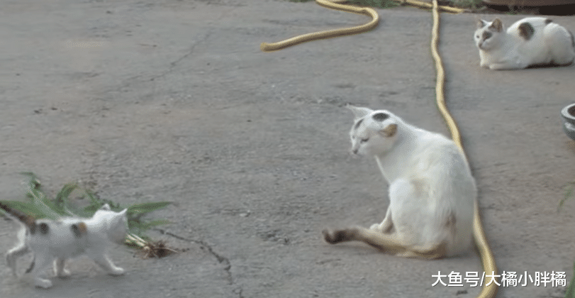 猫妈对孩子不闻不问，流浪猫“偷来”自己照顾，知道缘由后很心疼