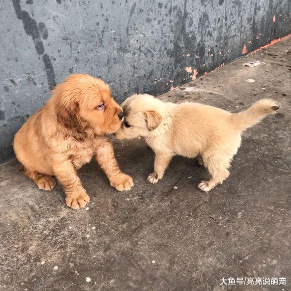 金毛的眼神看上去很忧郁，它小小年纪究竟在发愁什么