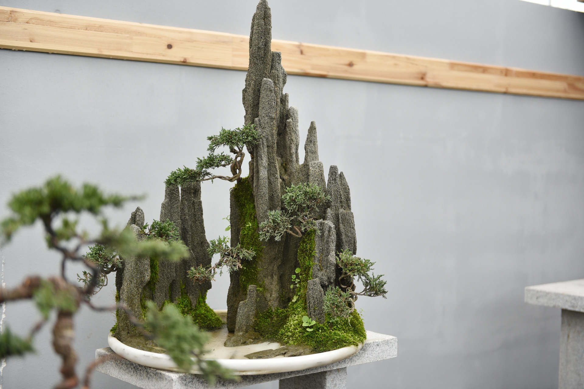 家居装饰 | 家中放盆景，赏心又悦目