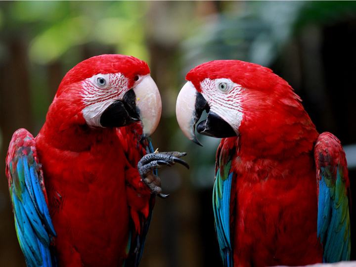 为什么绝大多数人都喜欢养金刚鹦鹉？优点这么多！看完你想养吗？