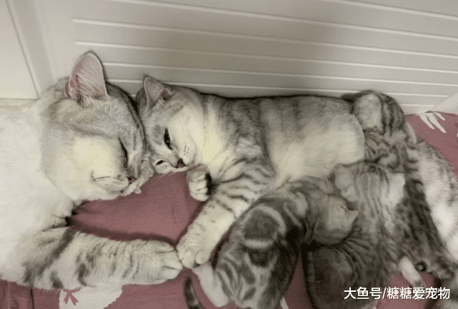 水乡软妹猫找了东北大壮猫，主人：虽然看着壮，但是心思却很细腻