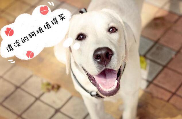 请不要动手打你家狗狗，会产生以下5点后遗症，主人要了解！