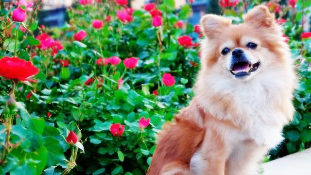 狗狗的5大“致命”疾病，春季是多發季節，飼主要留意！