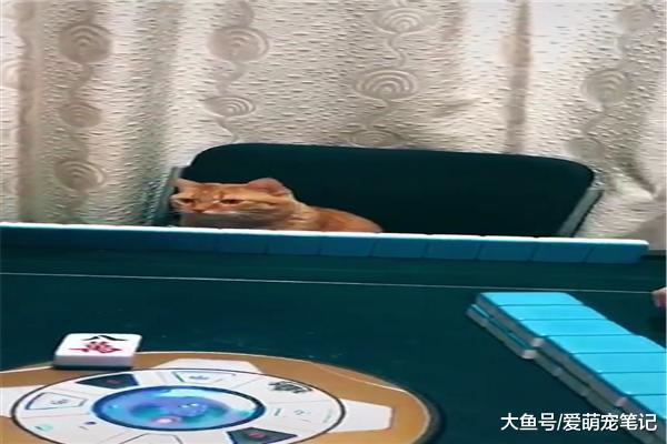 網友打麻將時三缺一，橘貓被迫參與其中，貓：為這個家付出了太多