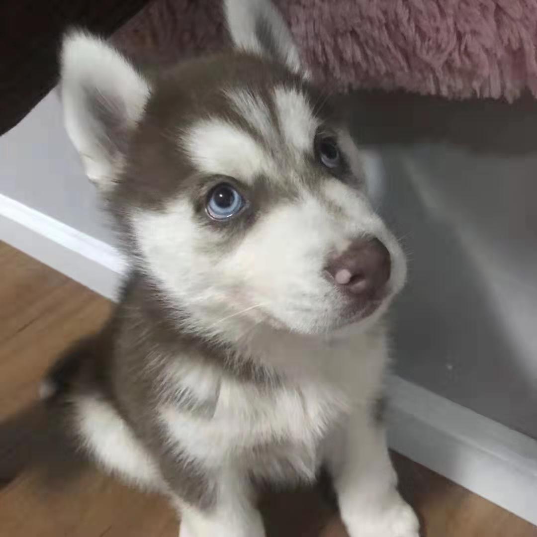 我给二哈打扫狗窝，二哈把我关进了笼子里，它还在外面笑我